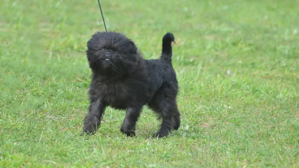 Affenpinscher