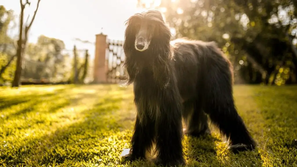 big black Afghan Hound