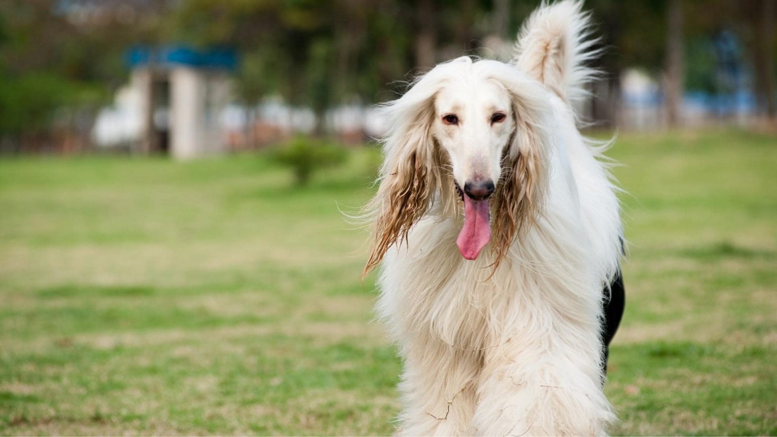 15 Big White Long Haired Dogs (With Pictures!)