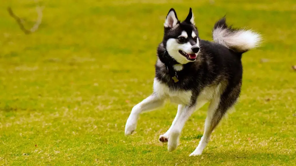 Alaskan Klee Kai