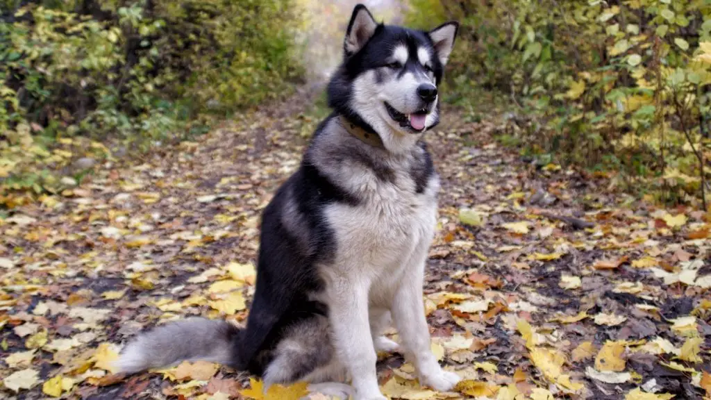 Alaskan Malamute