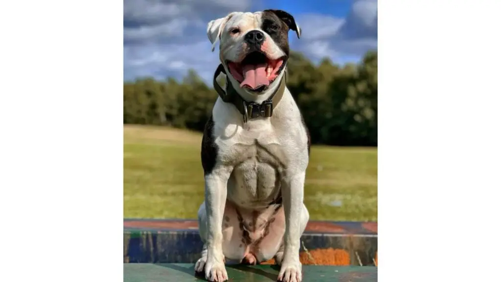 American Bulldog