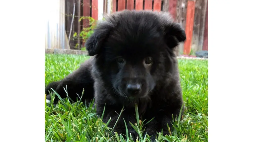 American Eskimo