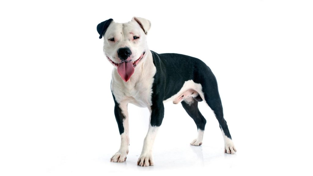 American Staffordshire Terrier