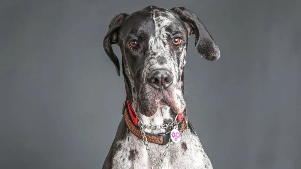 American Vs. European Great Dane