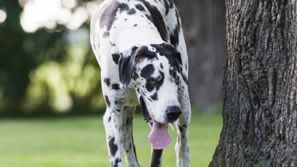 American Vs. European Great Dane