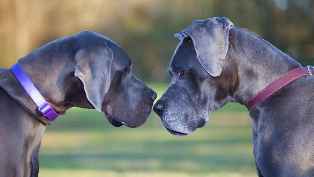 American Vs. European Great Dane