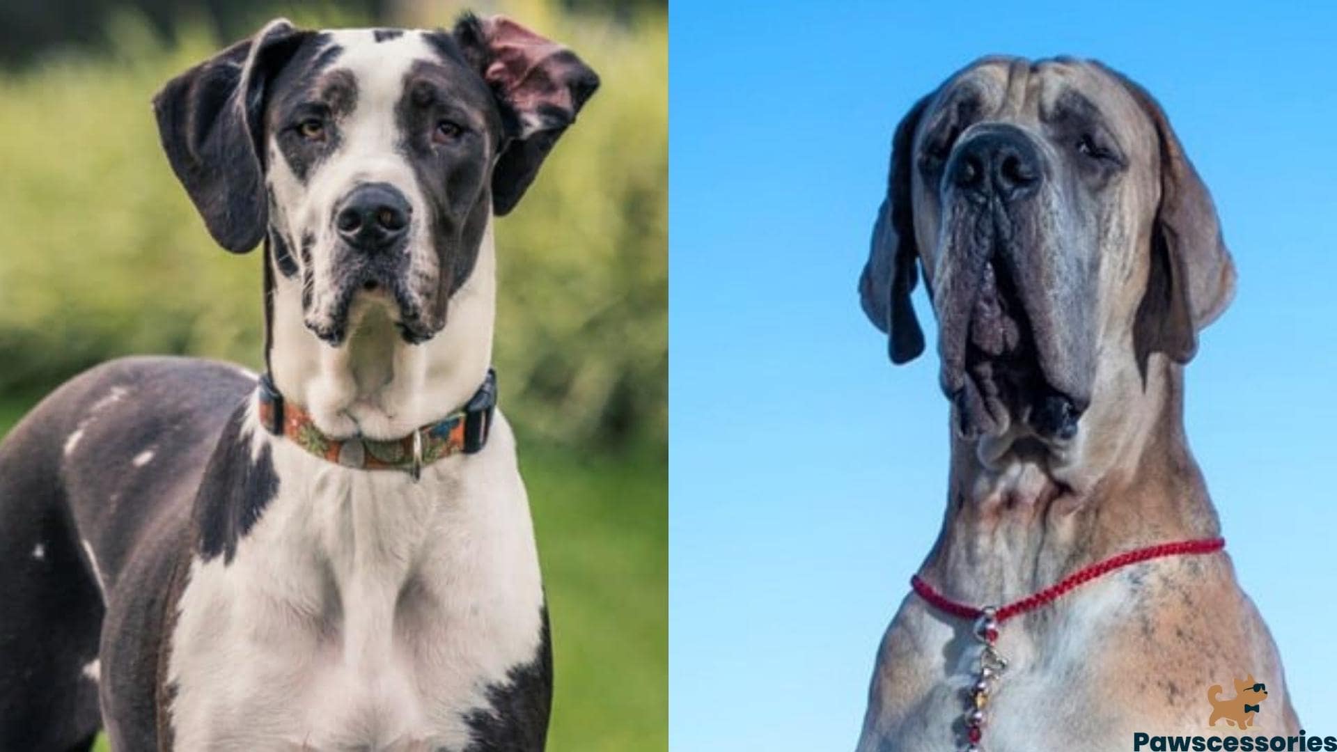 American Vs. European Great Dane