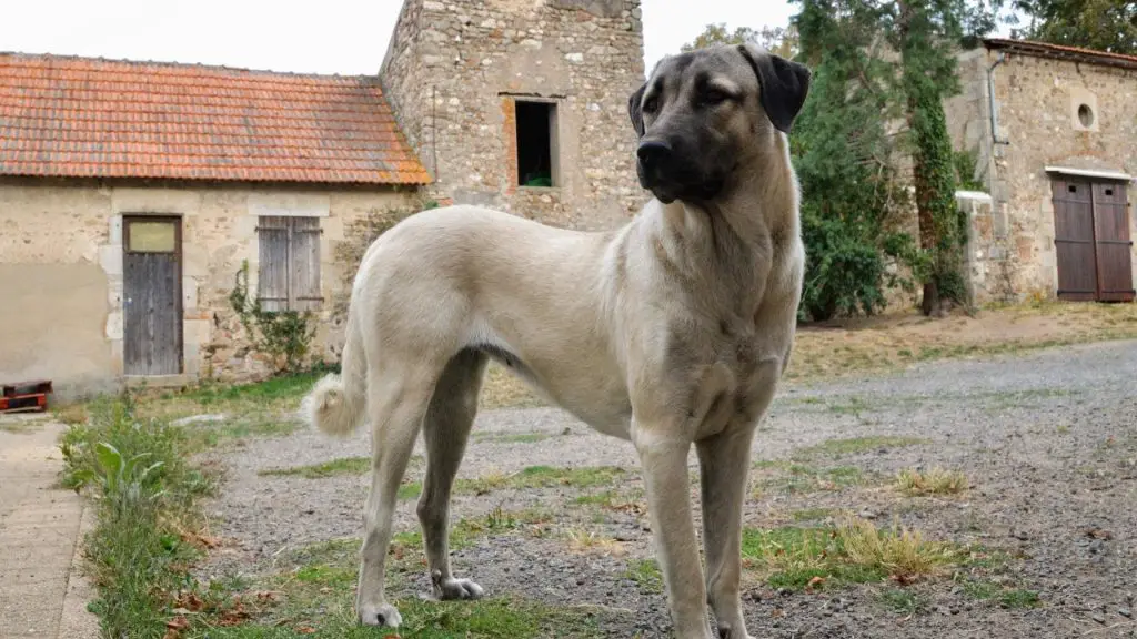 Anatolian Shepherd