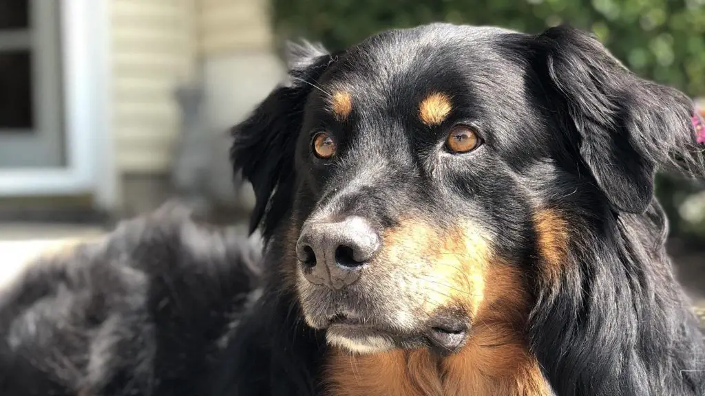 Aussie rottweiler mix (aussie dominant)