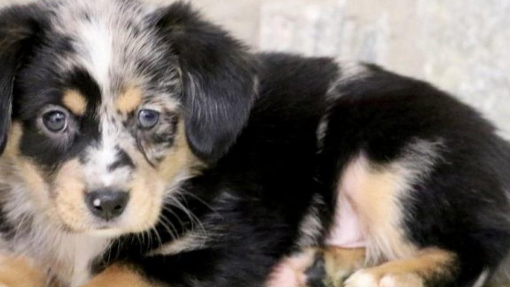 Australian shepherd rottweiler mix puppies