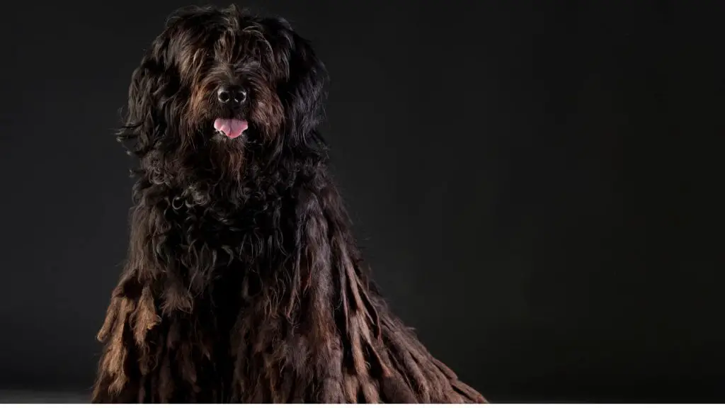 Bergamasco Sheepdog