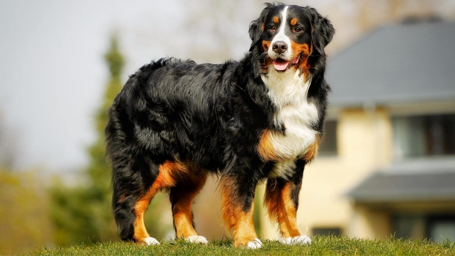 15 Big Fluffy Long Haired Black Dog Breeds (W/ Pictures)