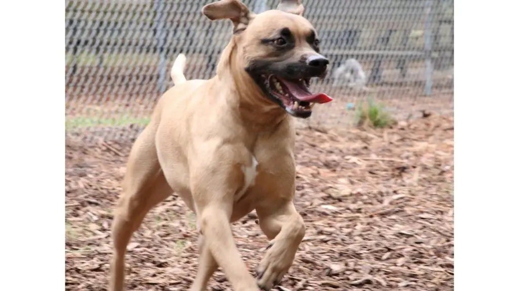 Black Mouth Cur