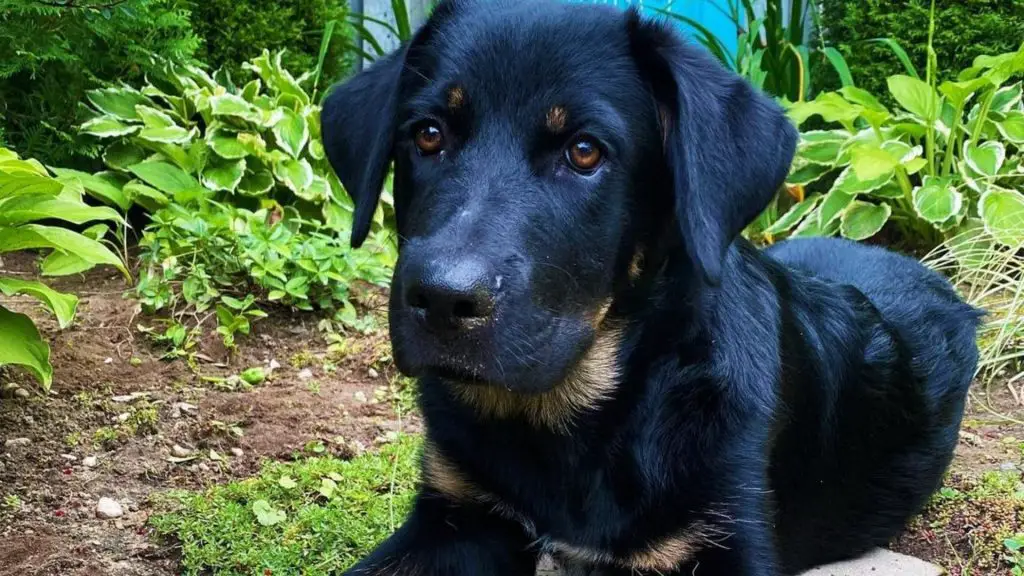 enzo the shepsky rottweiler mix