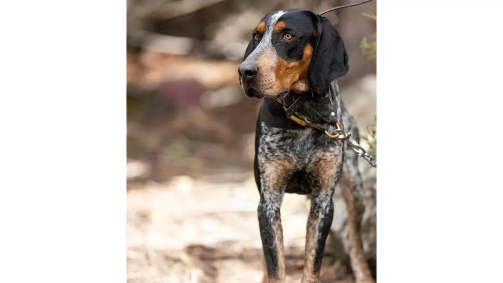 Bluetick Coonhound