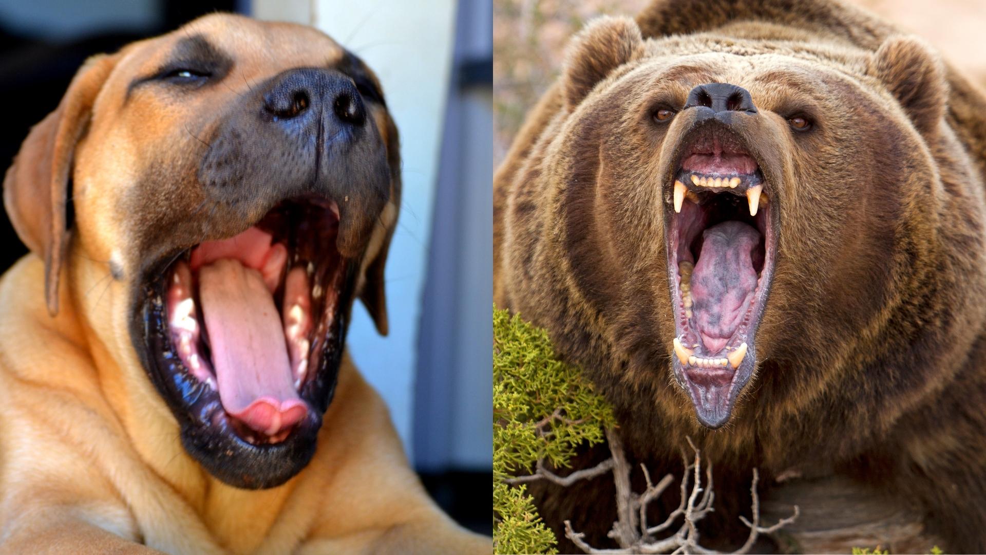 How Strong Is The Boerboel Bite Force PSI Biting Statistics how-strong-is-the-boerboel-bite-force-psi-biting-statistics