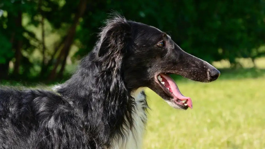 big black coated Borzoi