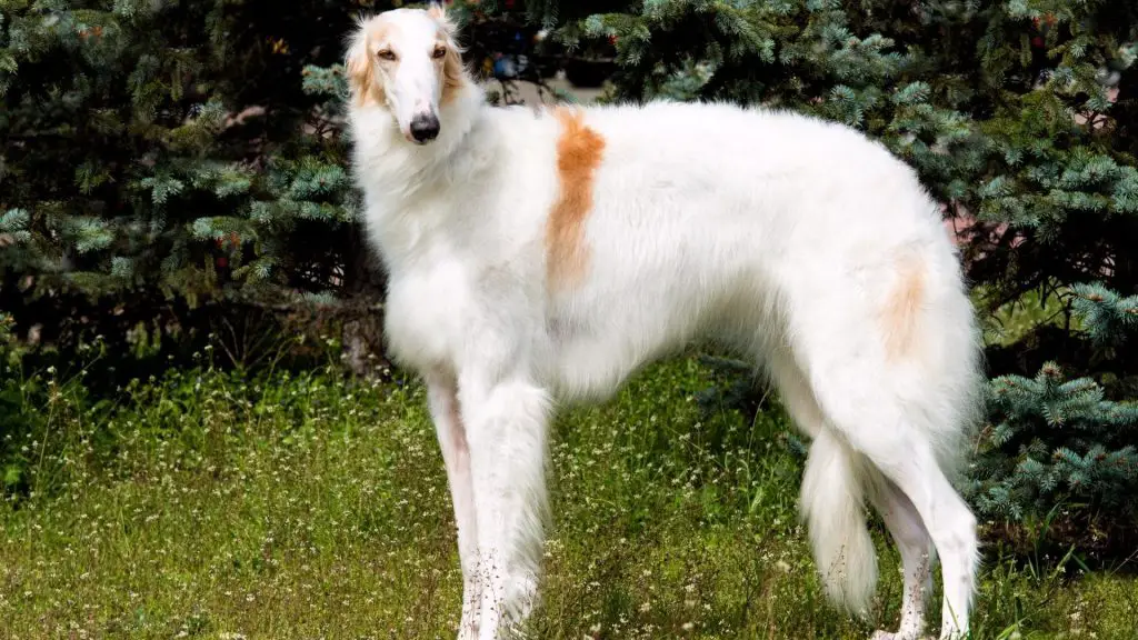 Borzoi