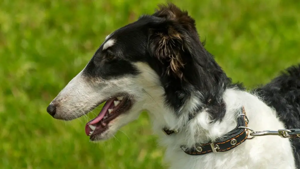 Borzoi