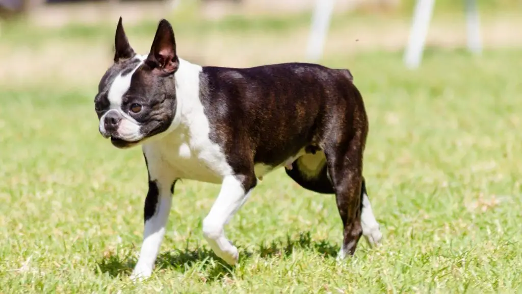 Boston Terrier