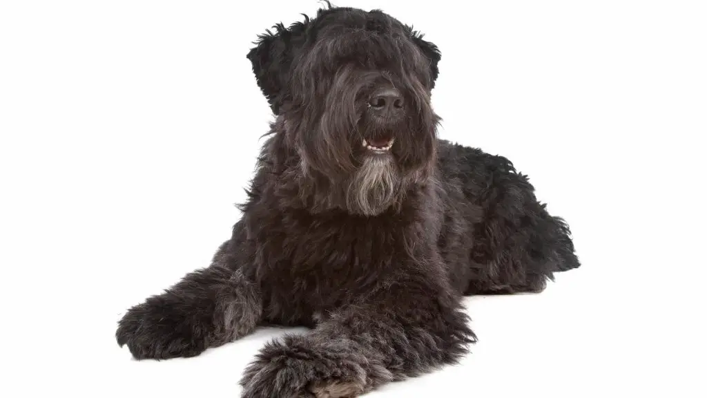 15 Big Fluffy Long Haired Black Dog Breeds (W/ Pictures)