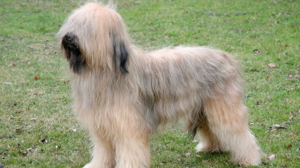 Briard