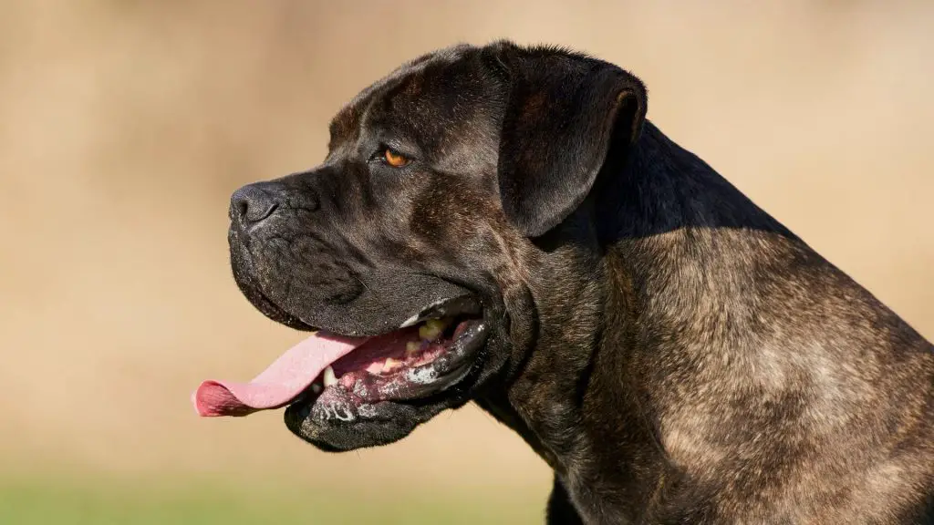 How Strong Is The Cane Corso Bite Force PSI & Statistics