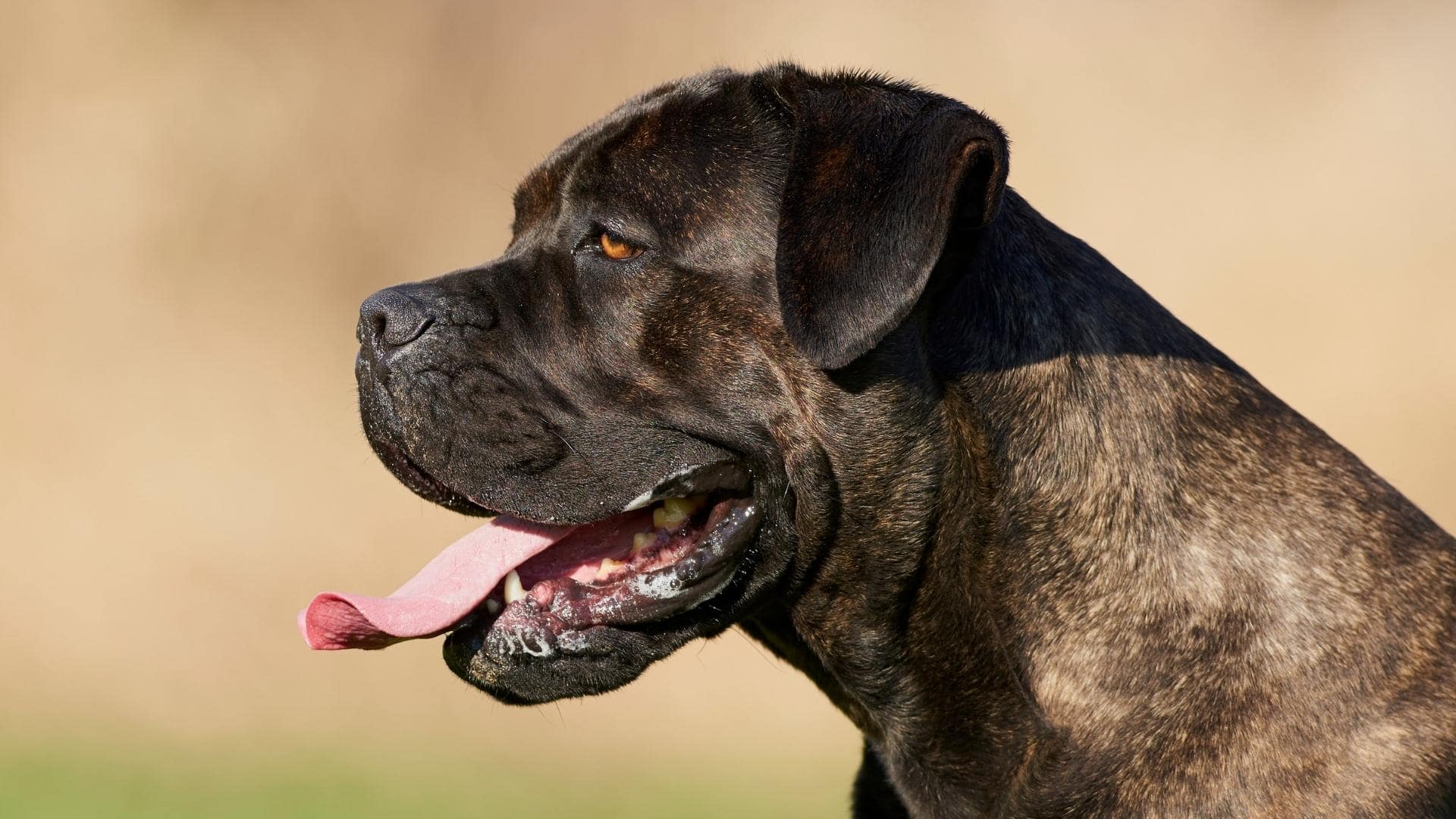 how-strong-is-the-cane-corso-bite-force-psi-statistics