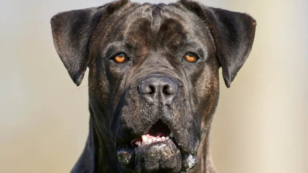 Cane Corso bite force