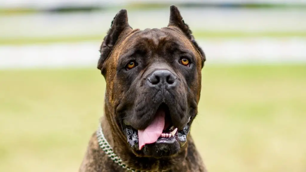 Cane Corso bite force