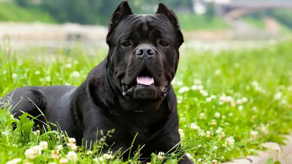 Cane Corso bite force