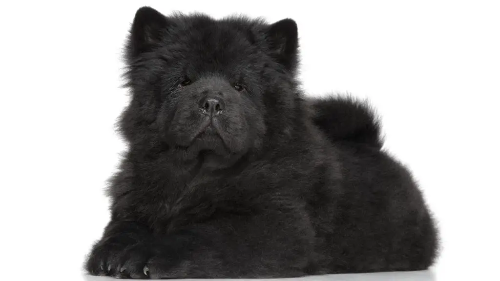 black Chow Chow Dog