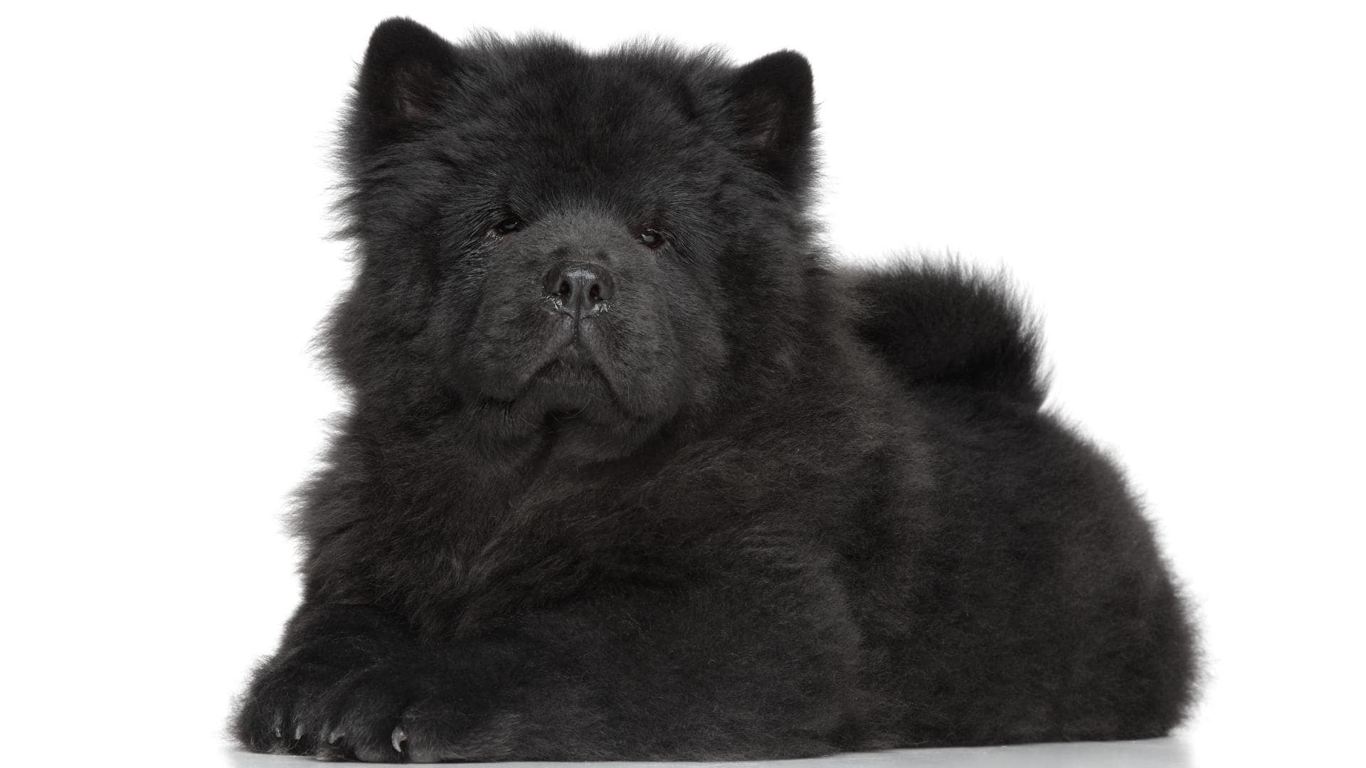 15 Big Fluffy Long Haired Black Dog Breeds W Pictures Chow Chow Dog Min