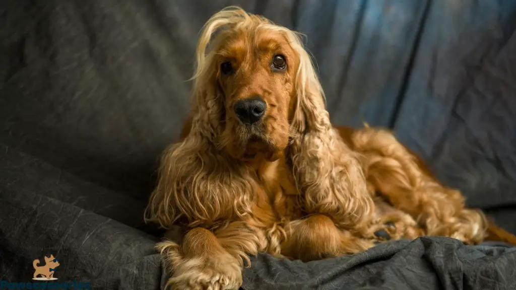 Cocker Spaniel Shedding