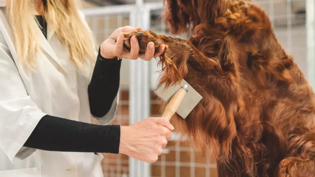 Cocker Spaniel Shedding