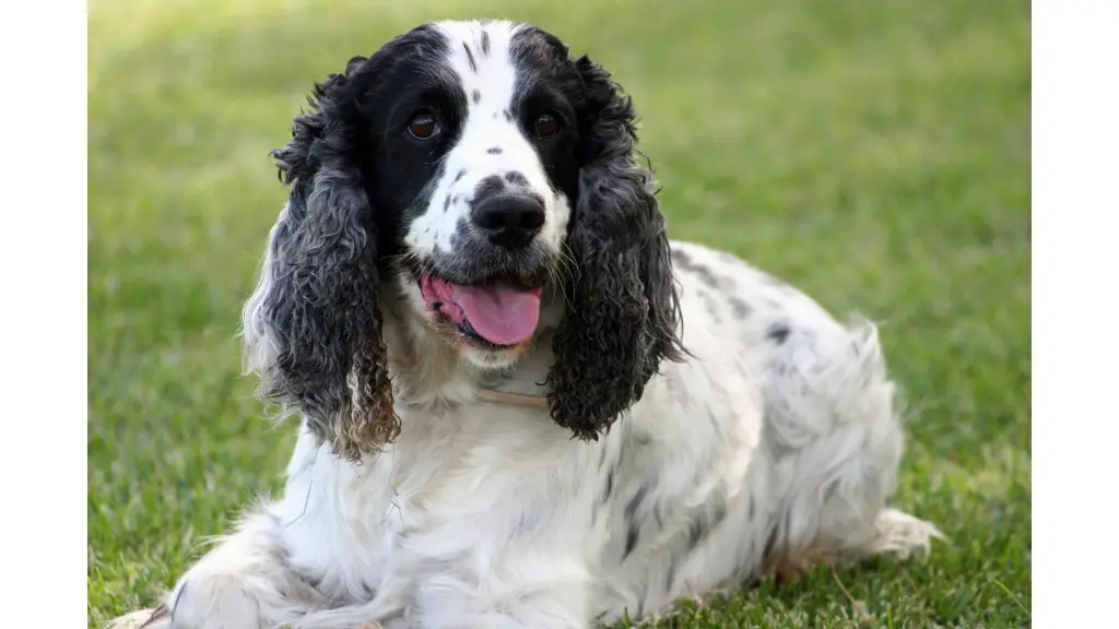 Cocker Spaniel