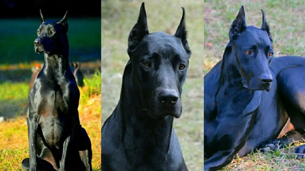 Doberman Great Dane Mix