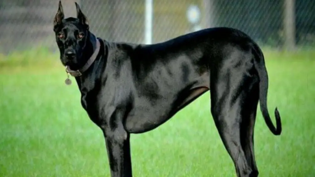 Doberman Great Dane Mix