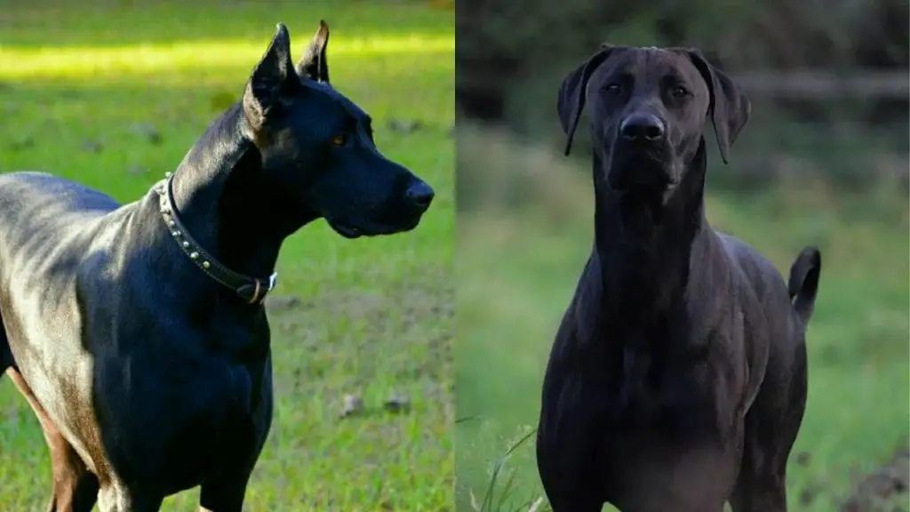 Doberman Great Dane ears