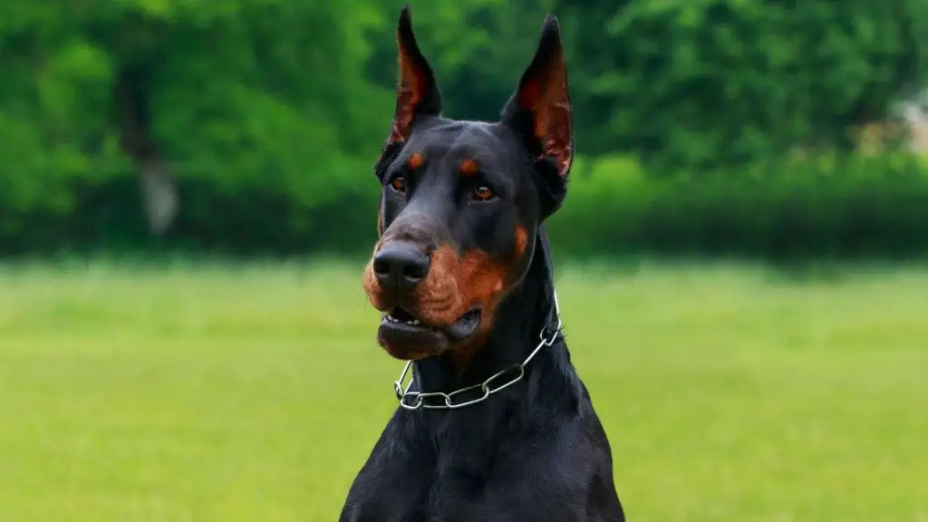 Doberman