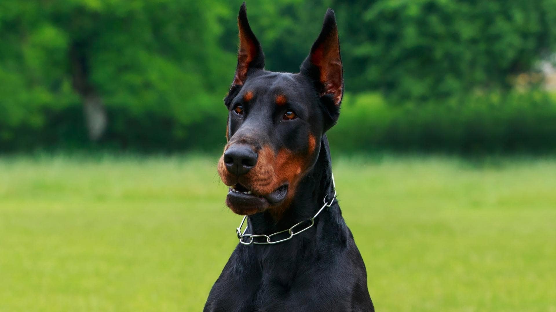 Great Dane Doberman Mix (Doberdane): All You Need To Know