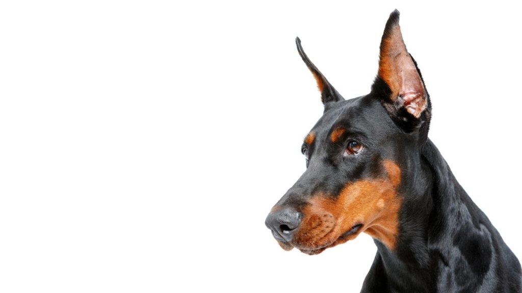 Dobermann Pinscher