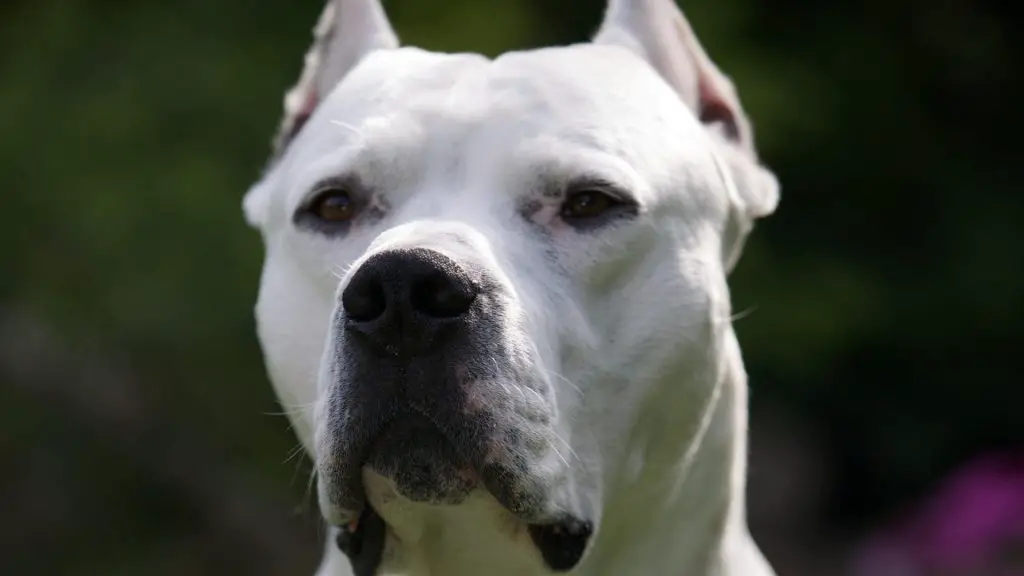 Dogo Argentino bite force