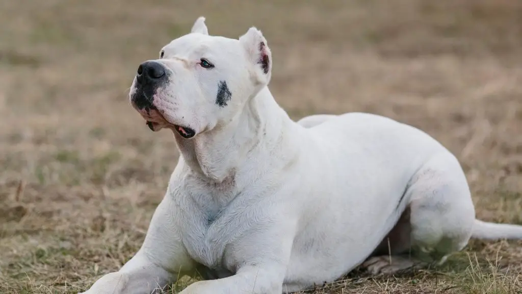 Dogo Argentino bite force