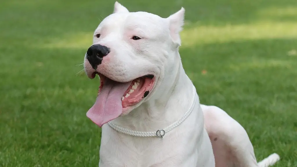 Dogo Argentino bite force