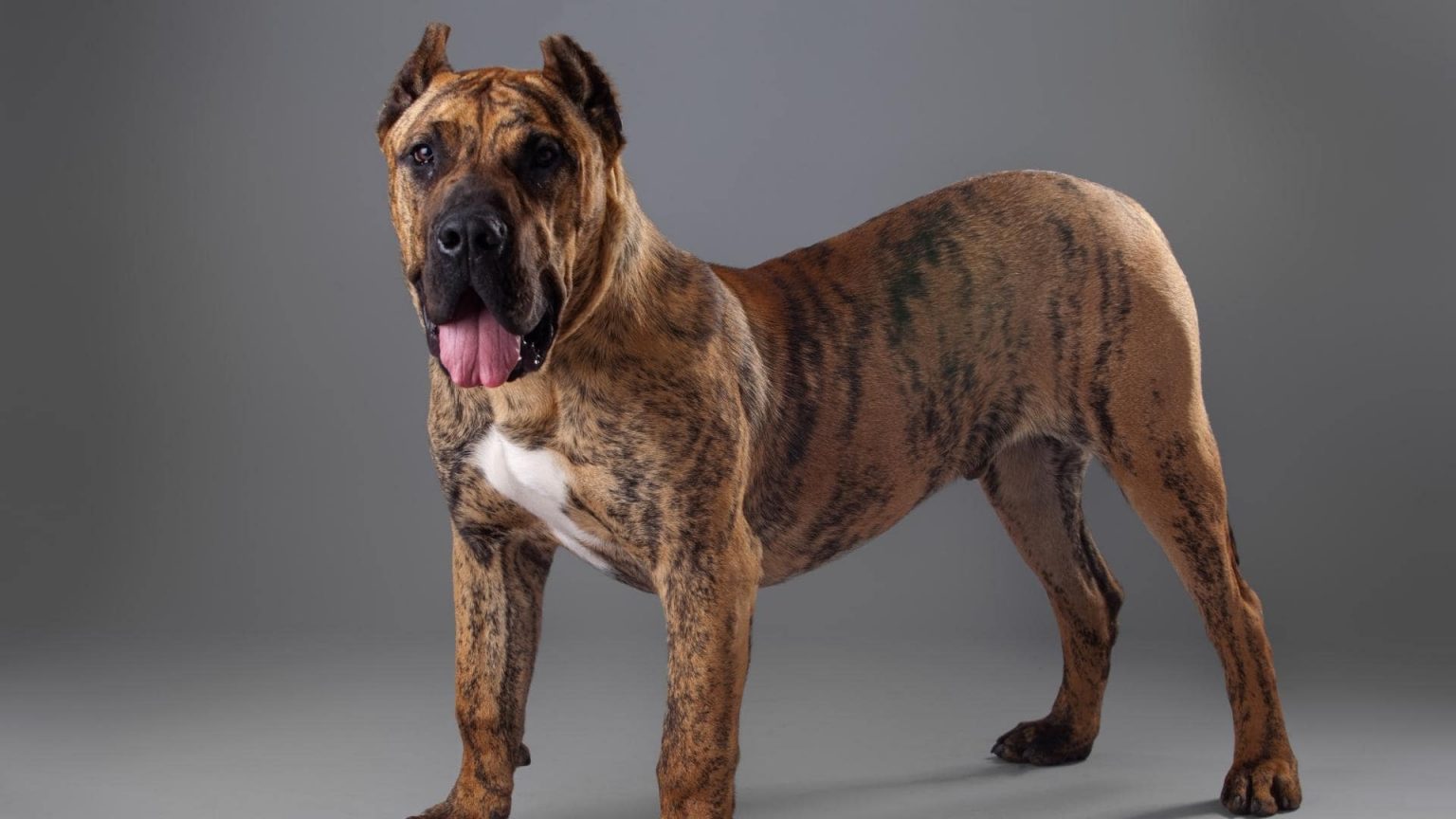 How Strong Is The Boerboel Bite Force PSI & Biting Statistics