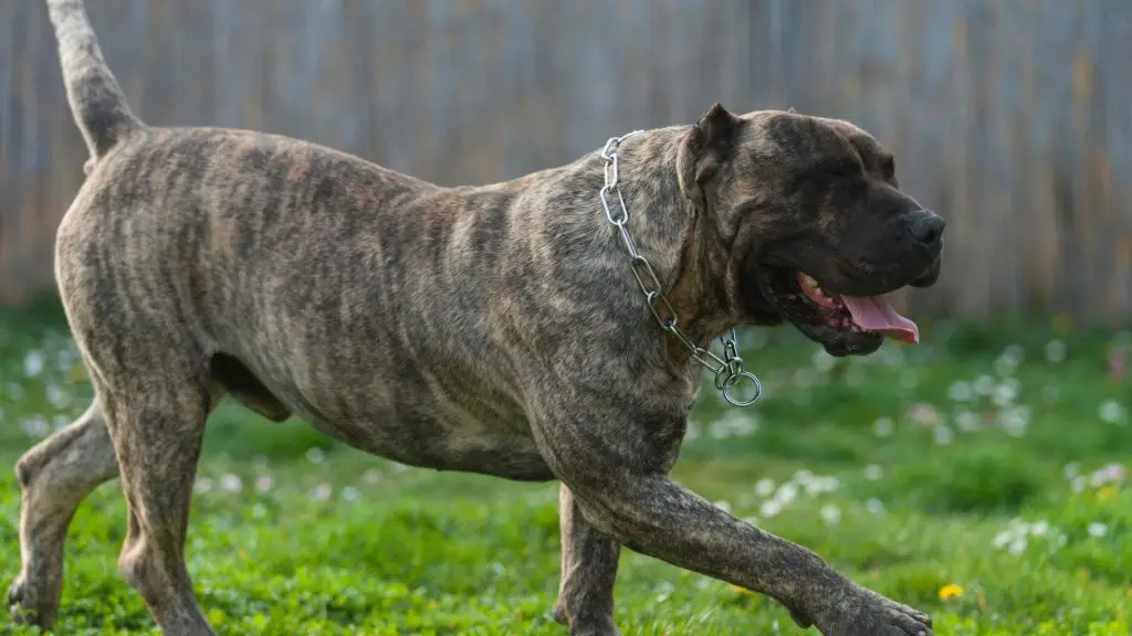 Dogo Canario bite force