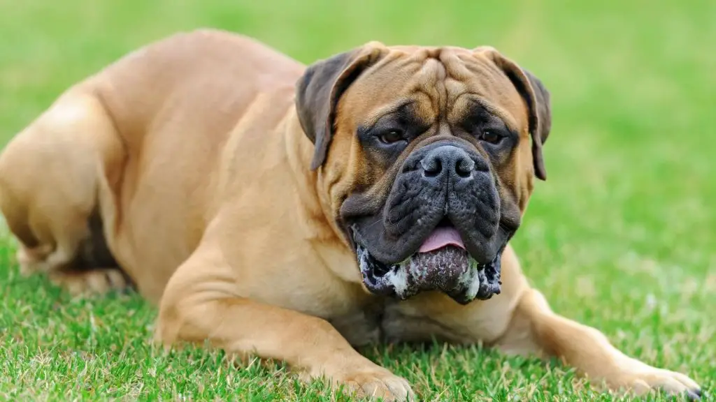 English Mastiff bite force