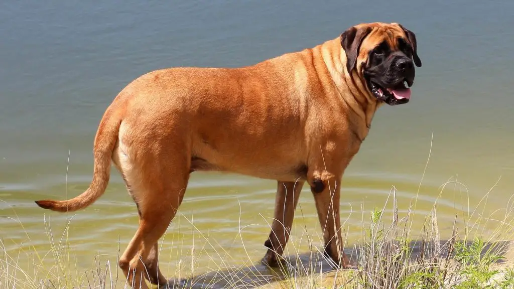 English Mastiff bite force